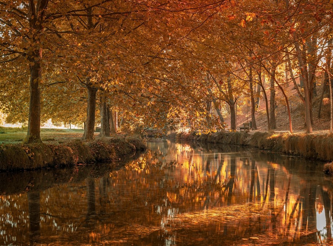 Opciones para Alquilar o Comprar la Película Digitalmente