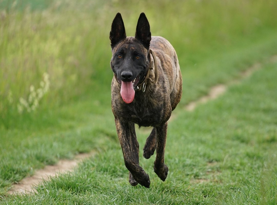 A Quick Primer on the Expected Formations